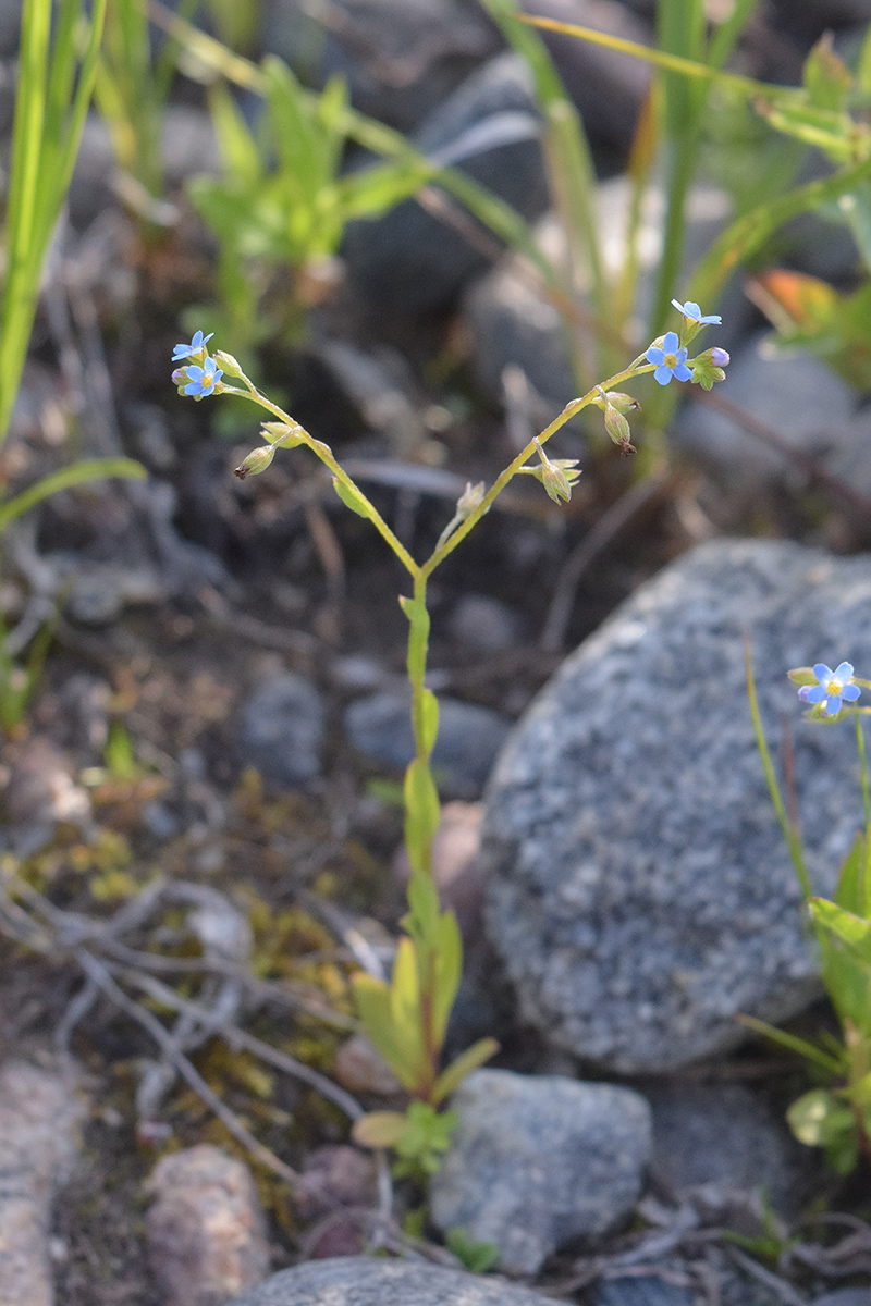 Изображение особи Myosotis baltica.