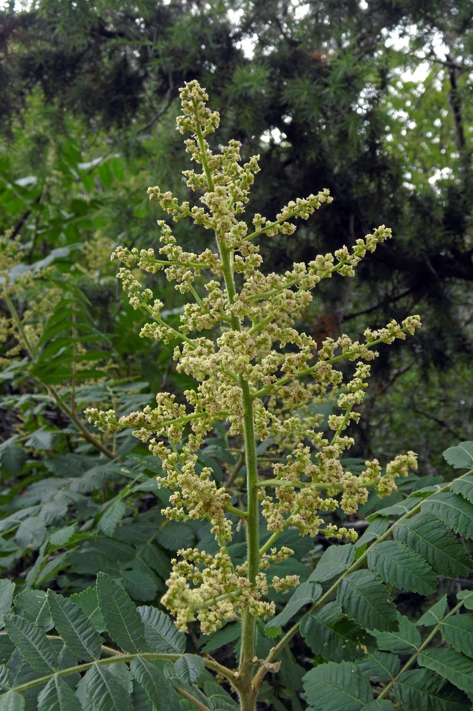 Image of Rhus coriaria specimen.