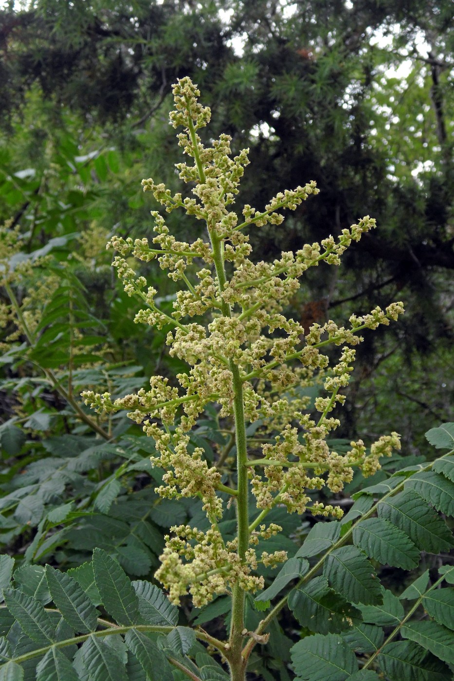 Изображение особи Rhus coriaria.