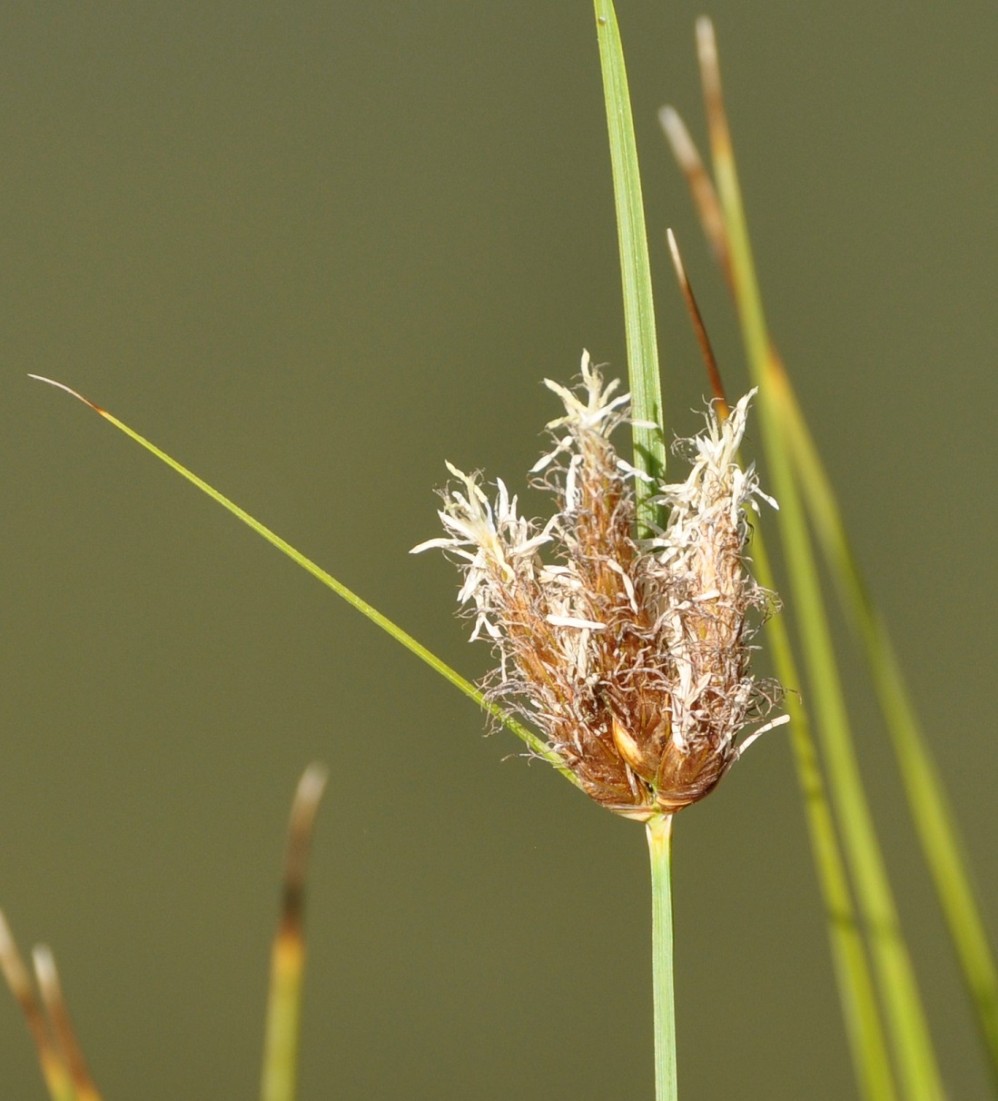 Image of Bolboschoenus glaucus specimen.