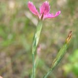 Dianthus deltoides