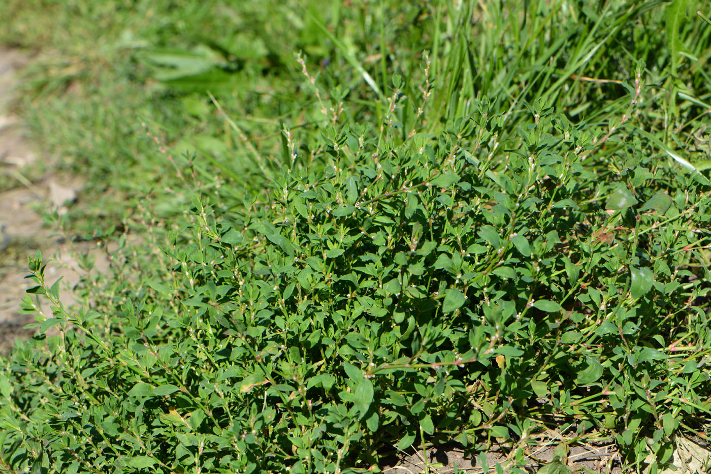 Изображение особи Polygonum aviculare.