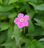 genus Dianthus