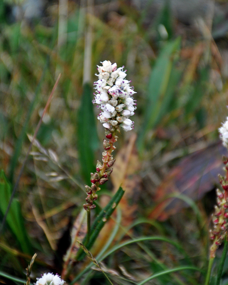 Image of Bistorta vivipara specimen.