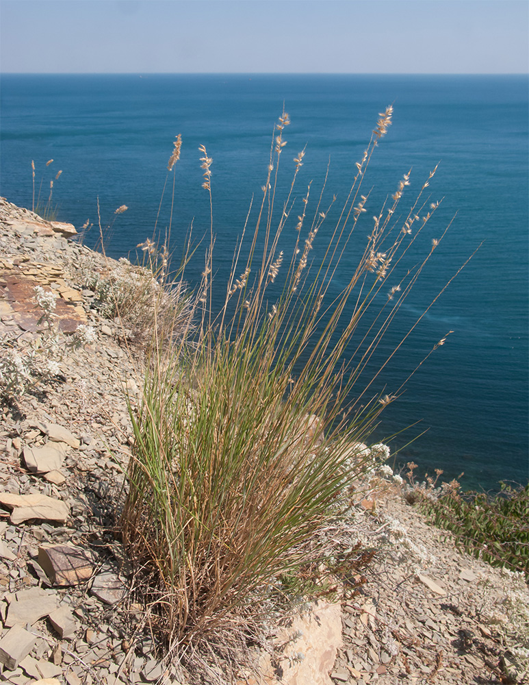 Image of Melica taurica specimen.