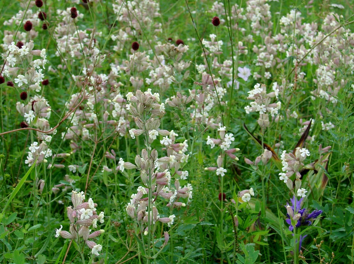 Изображение особи Silene amoena.