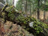 Lobaria pulmonaria