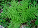 Athyrium filix-femina
