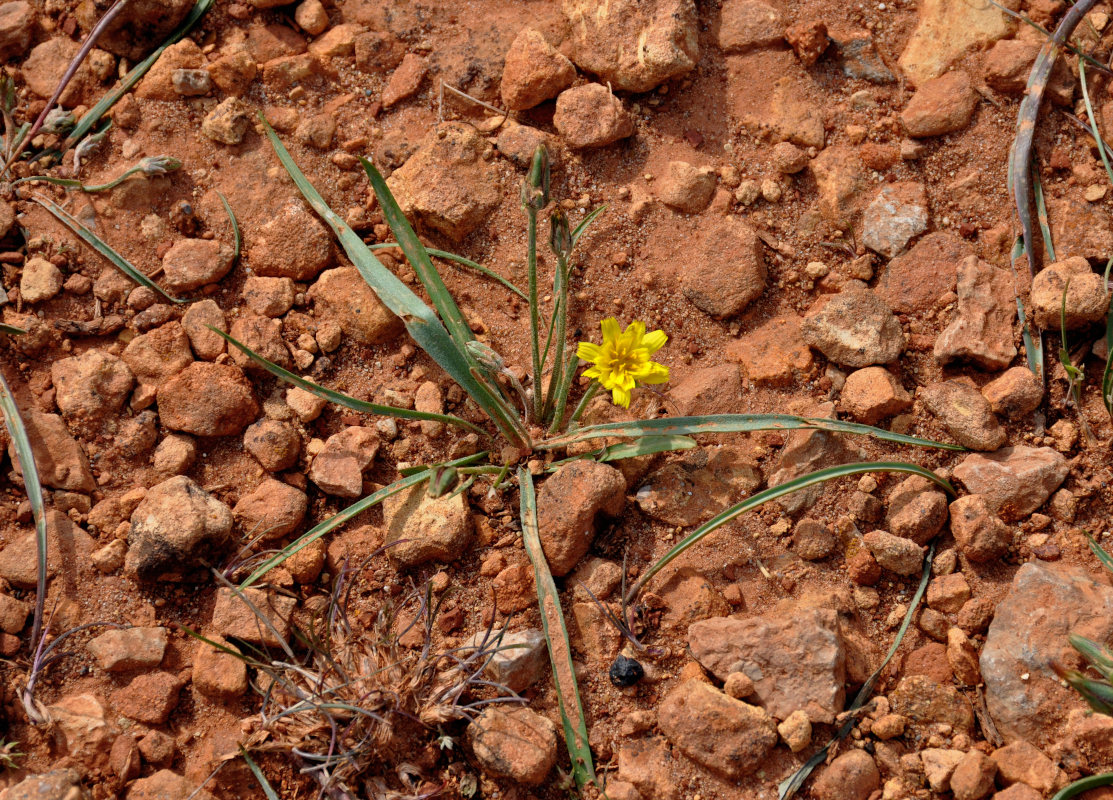 Image of genus Scorzonera specimen.