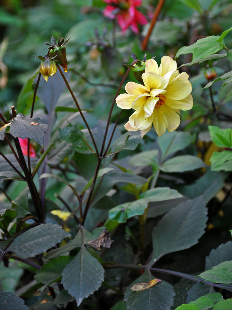 Image of Dahlia pinnata specimen.