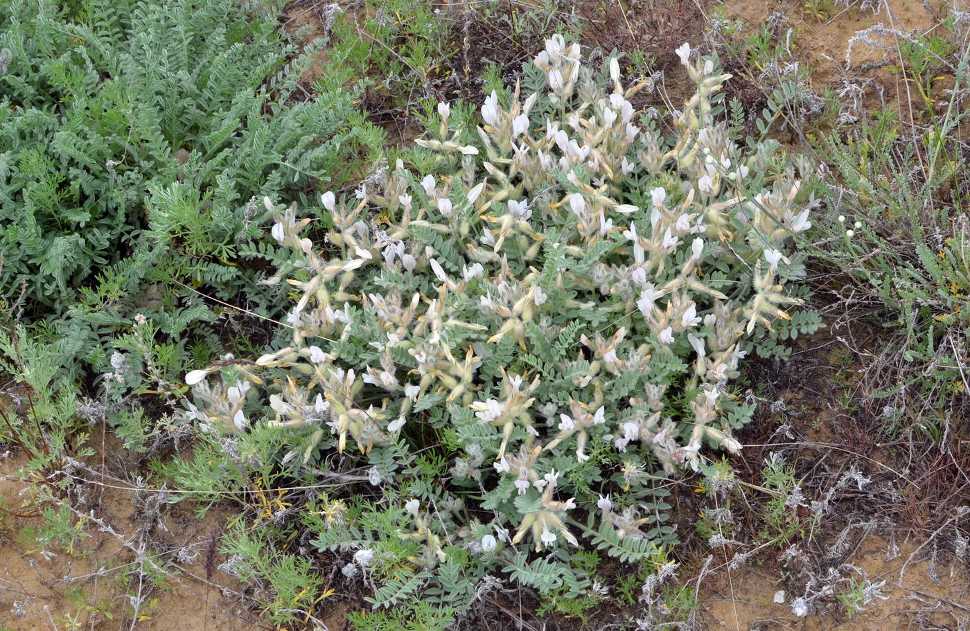 Image of Astragalus sareptanus specimen.