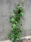 Populus alba