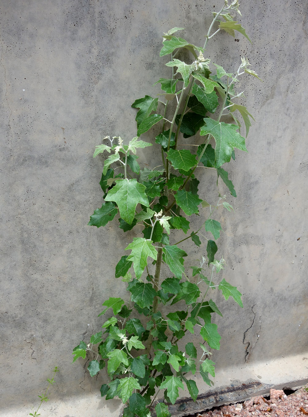 Image of Populus alba specimen.