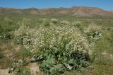 Crambe kotschyana