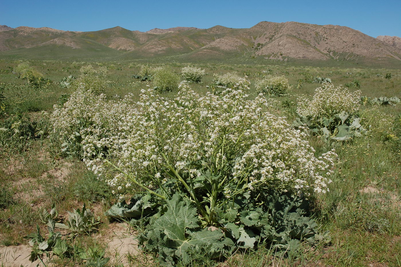 Изображение особи Crambe kotschyana.