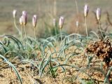 Tulipa sogdiana