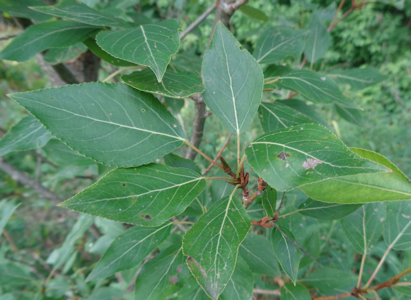 Изображение особи Populus longifolia.