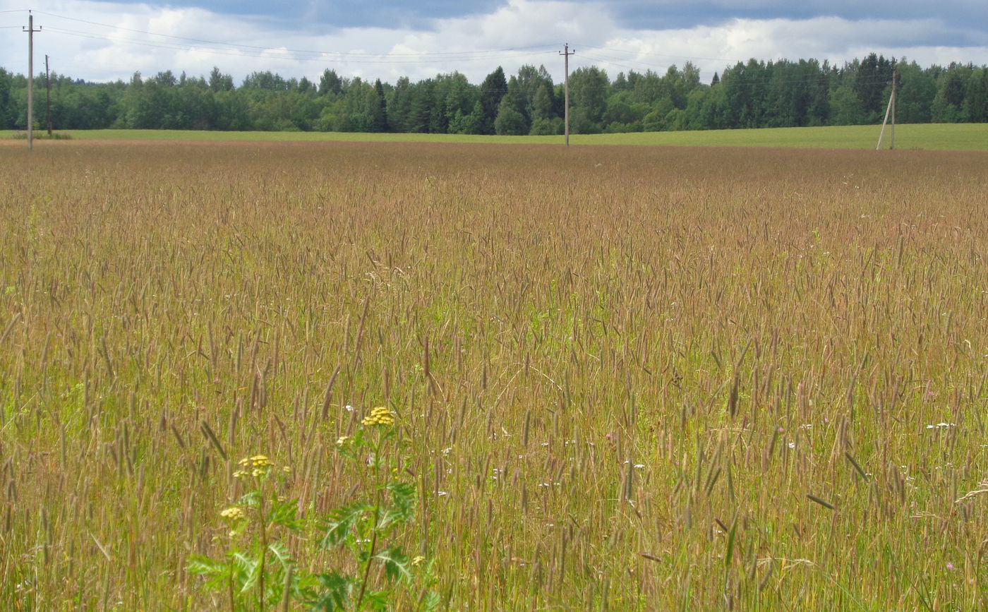 Image of Phleum pratense specimen.