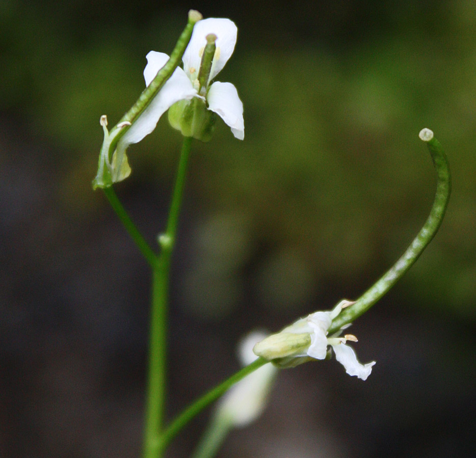 Image of Arabis alpina specimen.