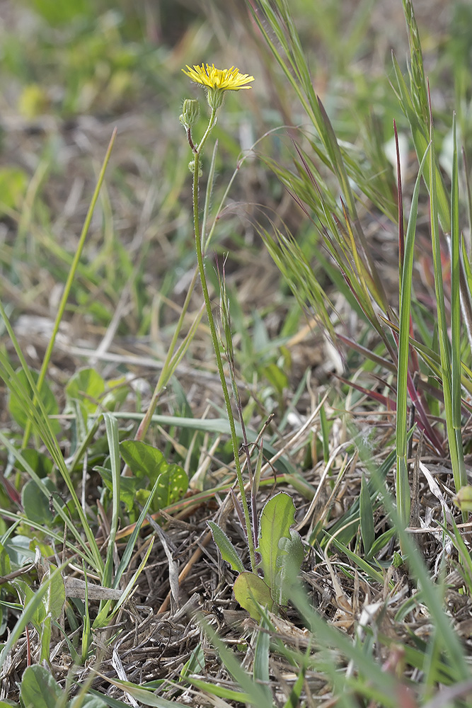 Image of Lagoseris sancta specimen.