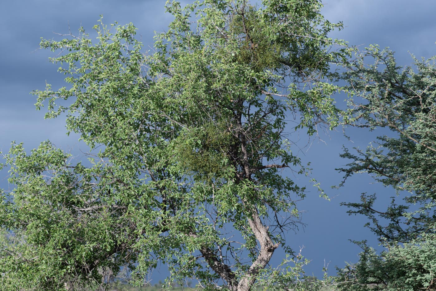 Изображение особи Ziziphus mucronata.