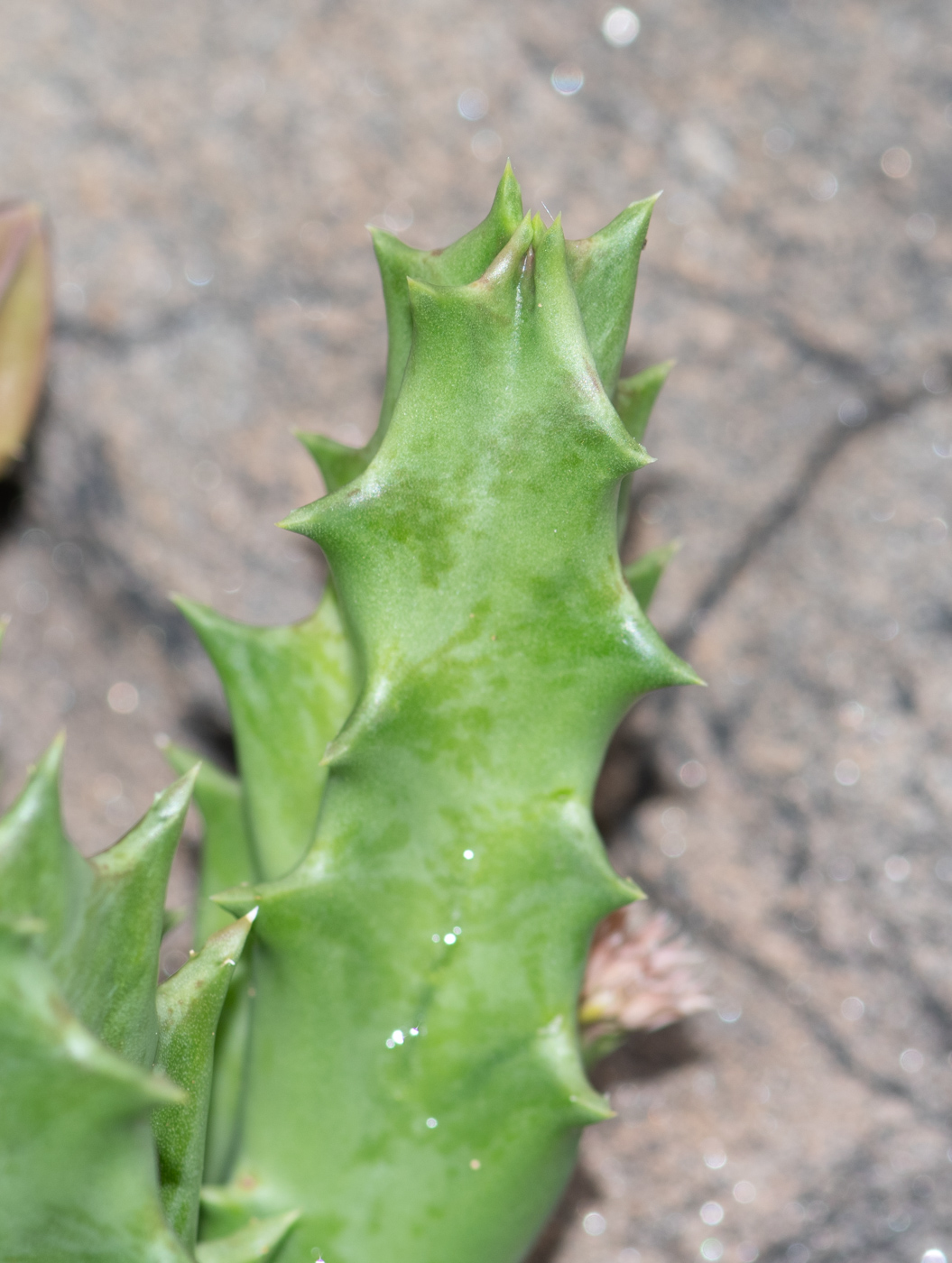 Image of Orbea lutea ssp. vaga specimen.