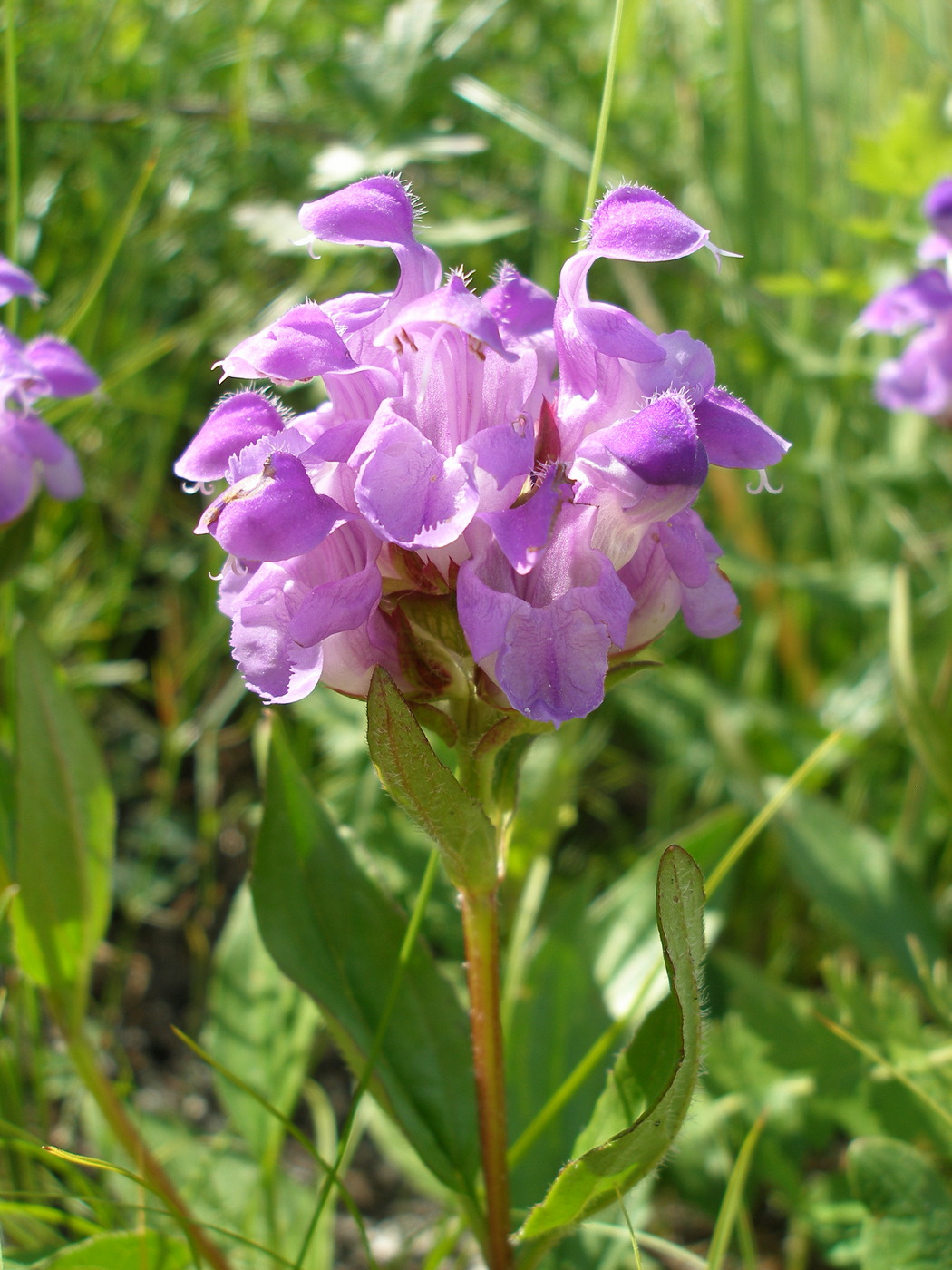 Image of Prunella grandiflora specimen.