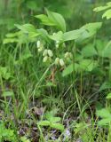 Polygonatum acuminatifolium. Цветущие растения. Приморский край, Шкотовский р-н, с. Анисимовка, берег р. Суходол, в тополёвнике из Populus suaveolens. 18.06.2020.