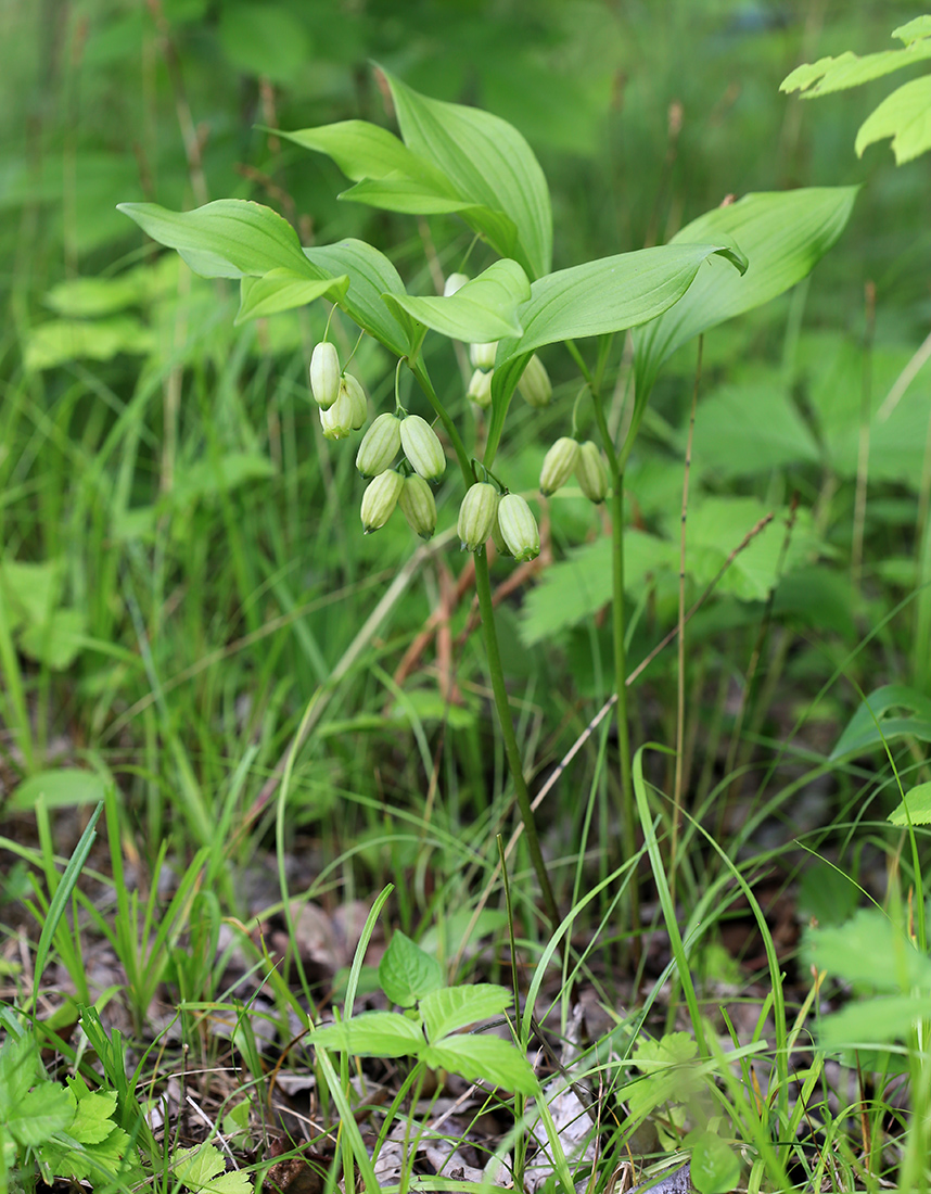 Изображение особи Polygonatum acuminatifolium.