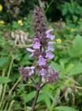 Stachys aspera