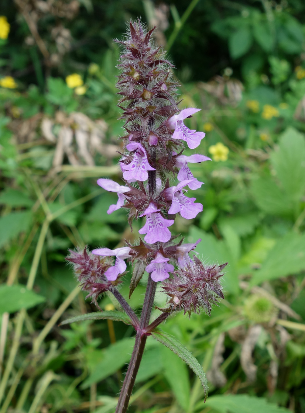 Изображение особи Stachys aspera.