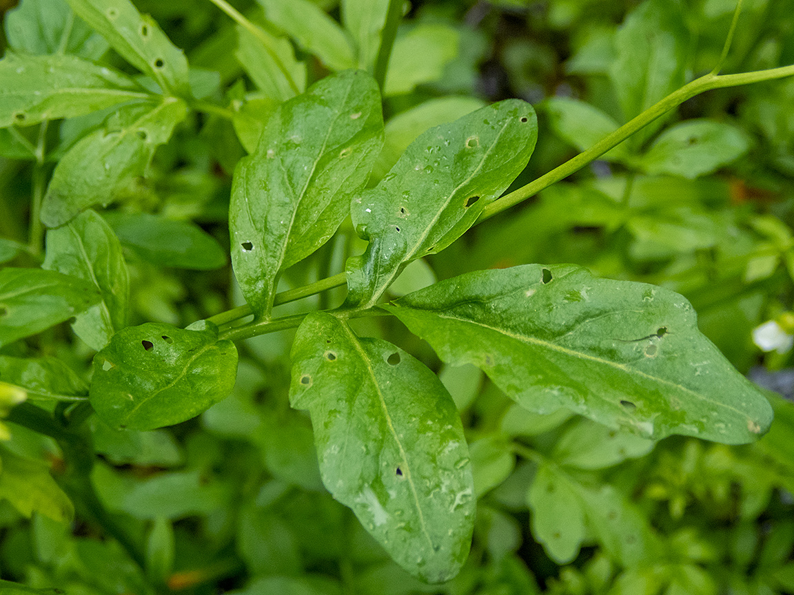 Изображение особи Cardamine amara.