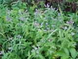 Mentha longifolia