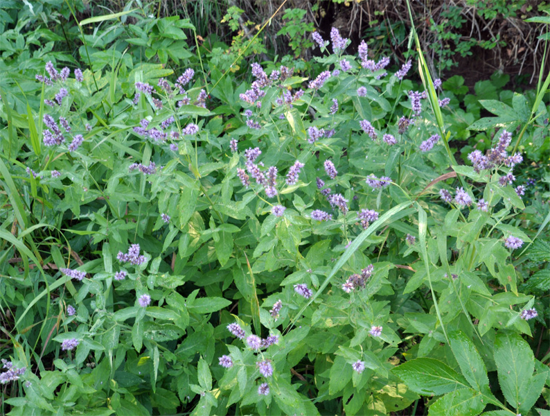 Image of Mentha longifolia specimen.