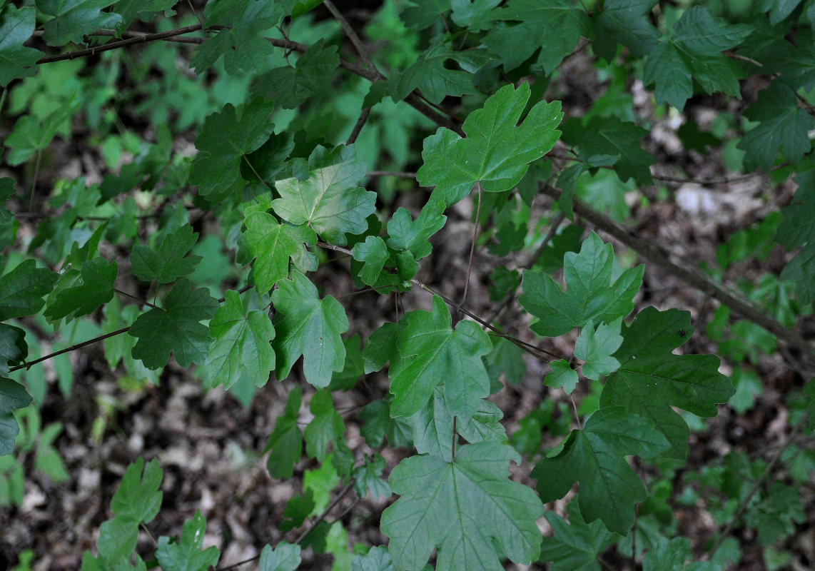 Image of Acer campestre specimen.