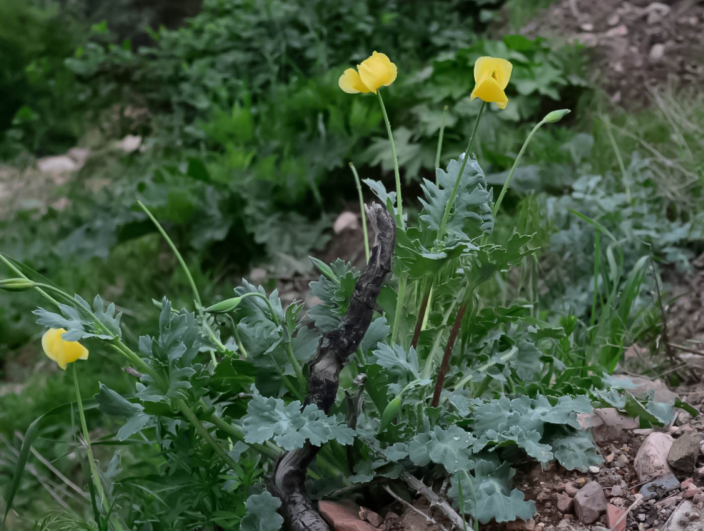 Image of Glaucium fimbrilligerum specimen.