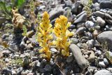 род Orobanche