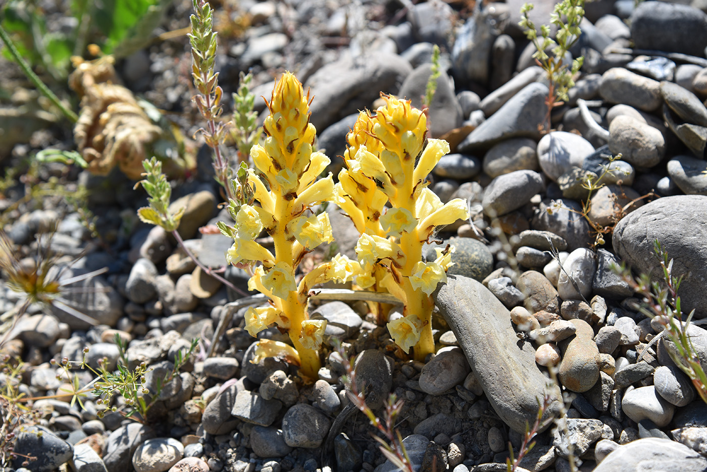 Image of genus Orobanche specimen.