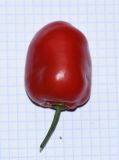 Capsicum pubescens