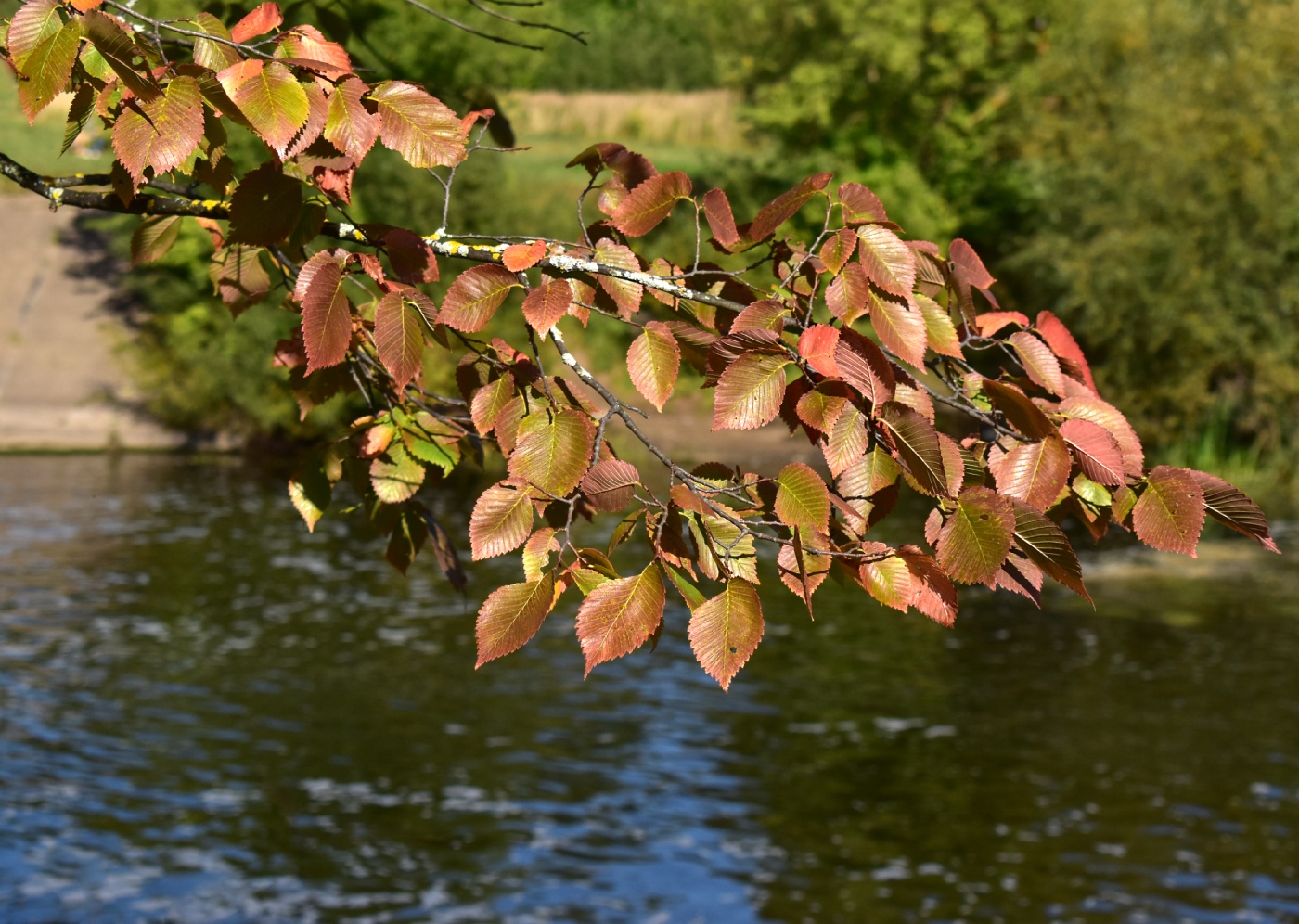 Изображение особи Ulmus laevis.