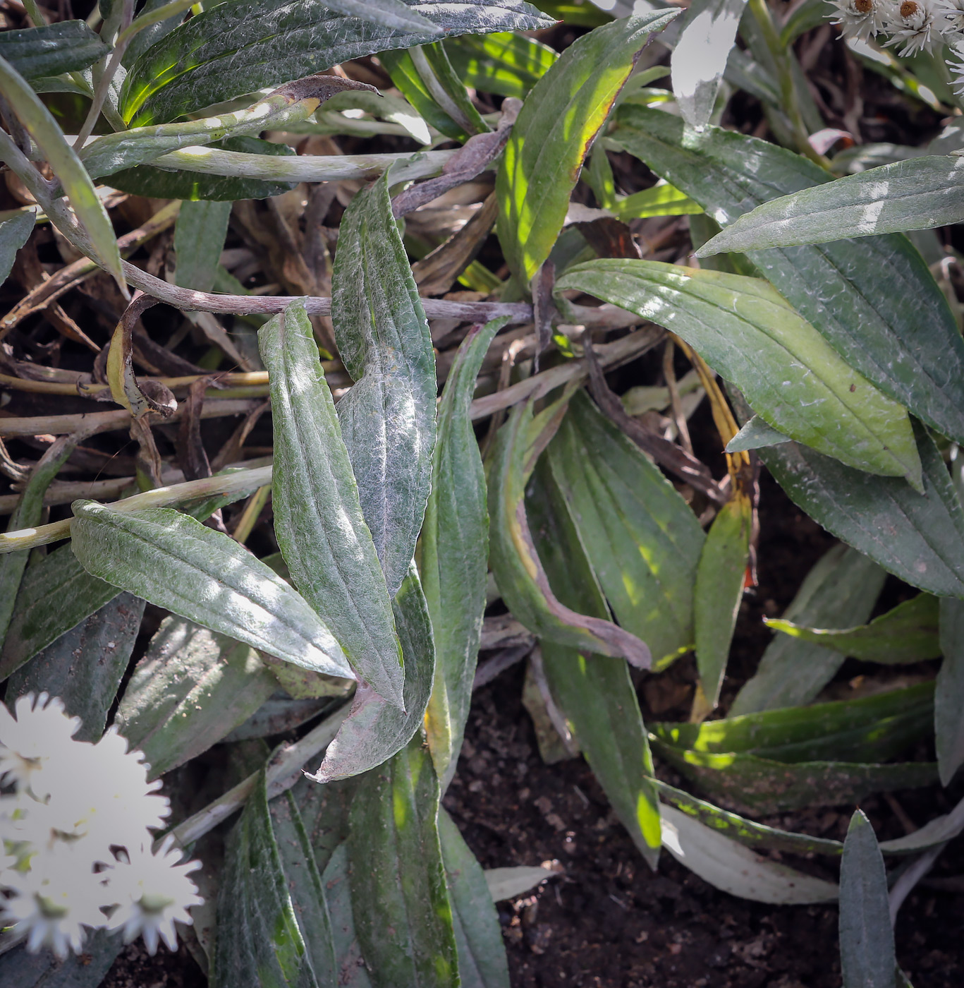 Изображение особи Anaphalis margaritacea.