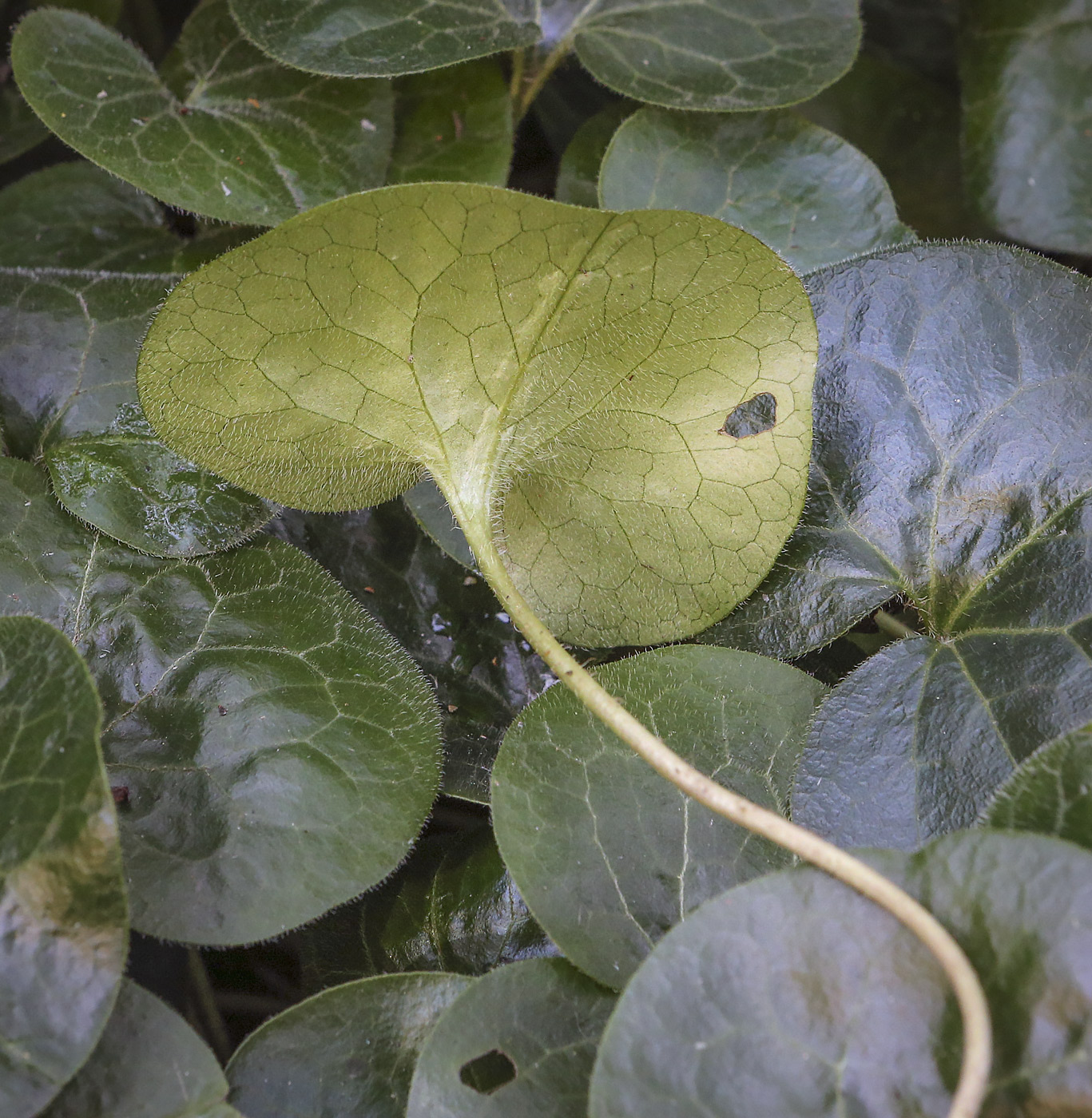 Image of Asarum europaeum specimen.