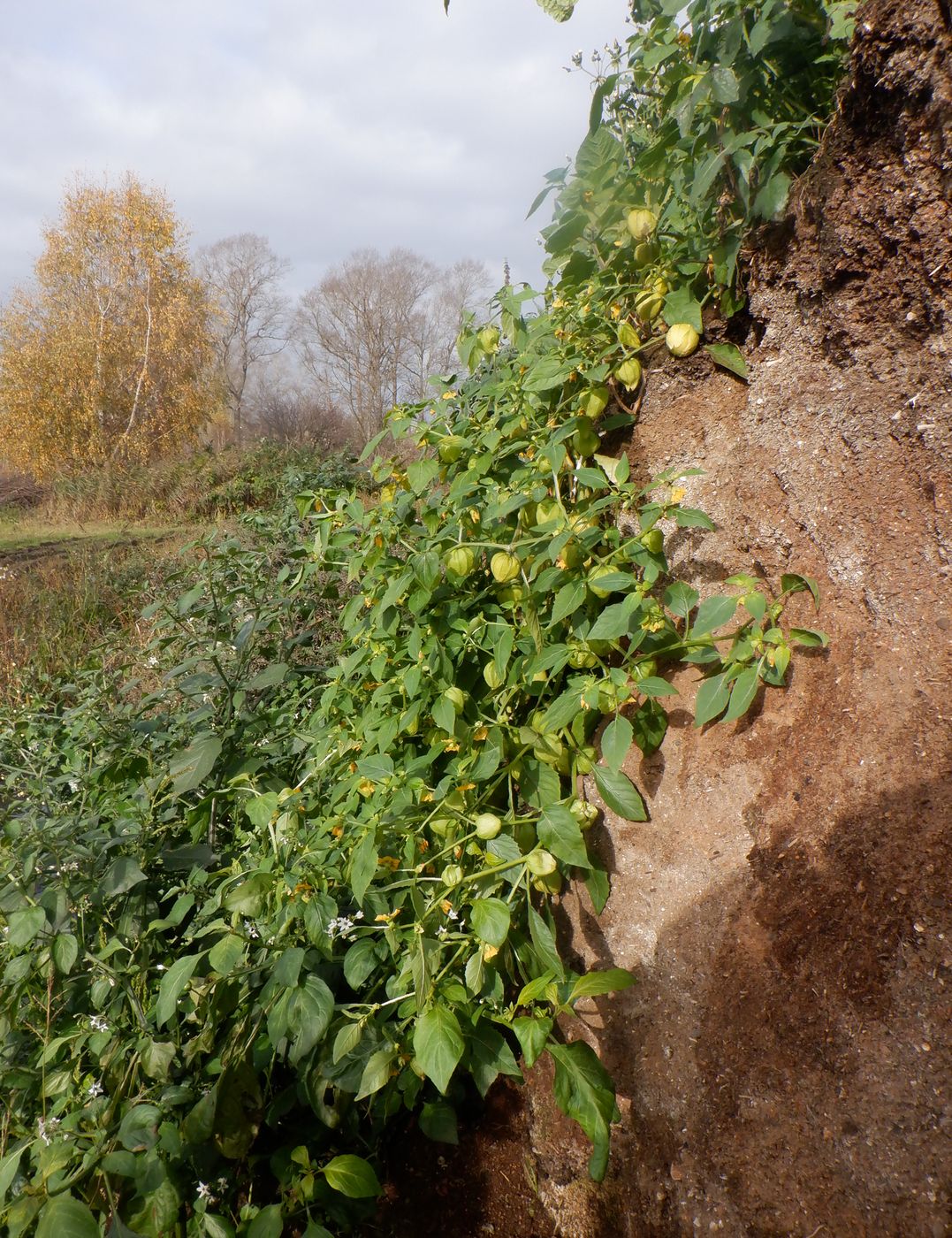 Изображение особи Physalis ixocarpa.