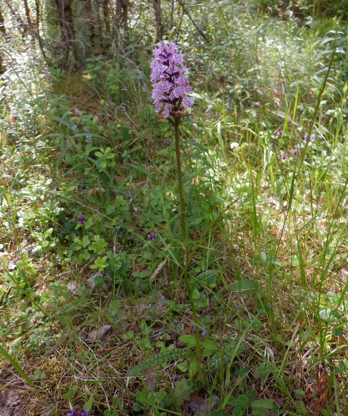 Изображение особи Dactylorhiza fuchsii.