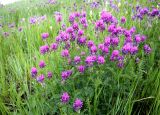 Astragalus onobrychis