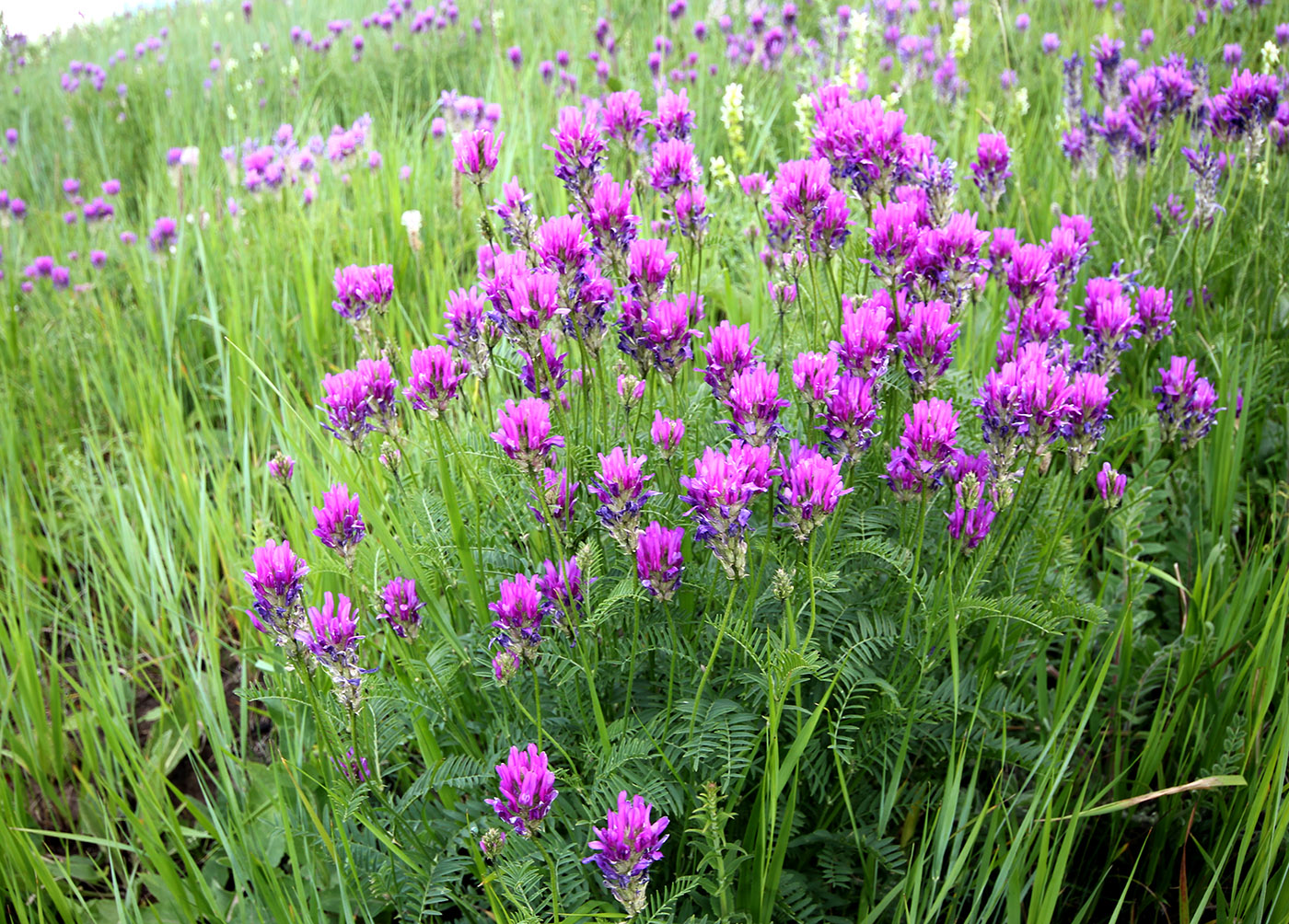 Изображение особи Astragalus onobrychis.