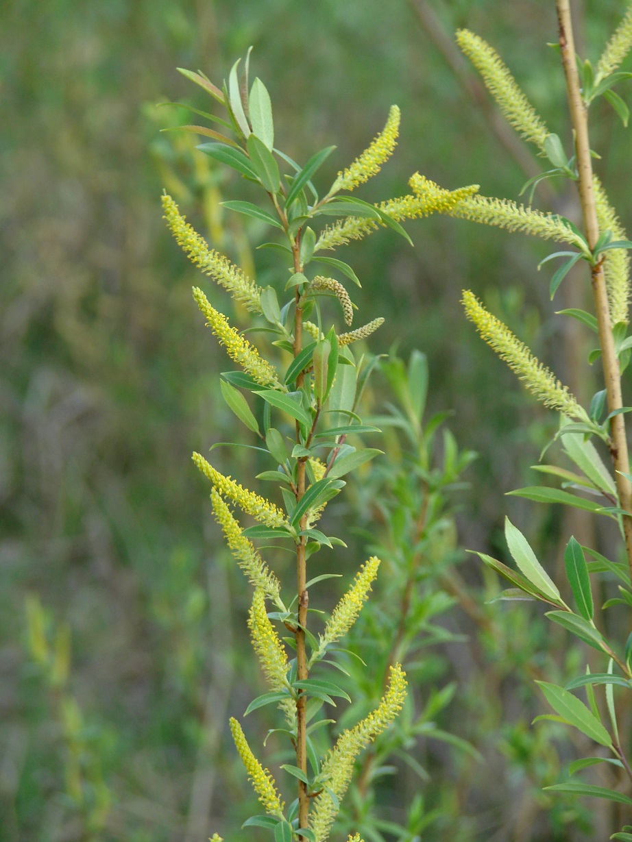 Image of Salix triandra specimen.