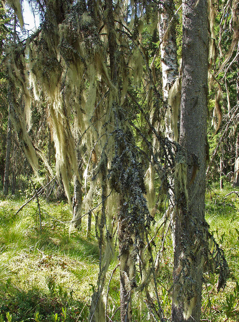 Image of genus Usnea specimen.