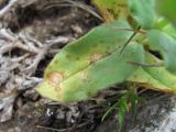 Cerastium undulatifolium. Поражённый лист. Кабардино-Балкария, Эльбрусский р-н, долина р. Ирикчат, ок. 3100 м н.у.м., альпийская пустошь. 06.07.2020.