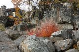 Chamaenerion angustifolium. Куртина плодоносящих растений с листвой в осенней окраске. Мурманская обл., Кольский р-н, долина р. Титовка ниже автодороги А138 Мурманск — Печенга, Мельничные водопады, глыбовая россыпь у подножья обрыва между первой и второй ступенями каскада. 23.09.2020.